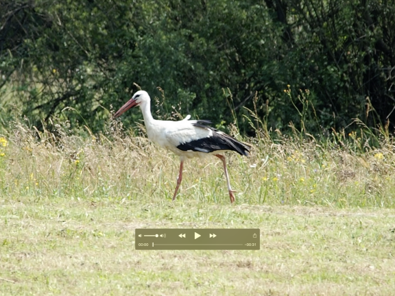 White Stork in Poland