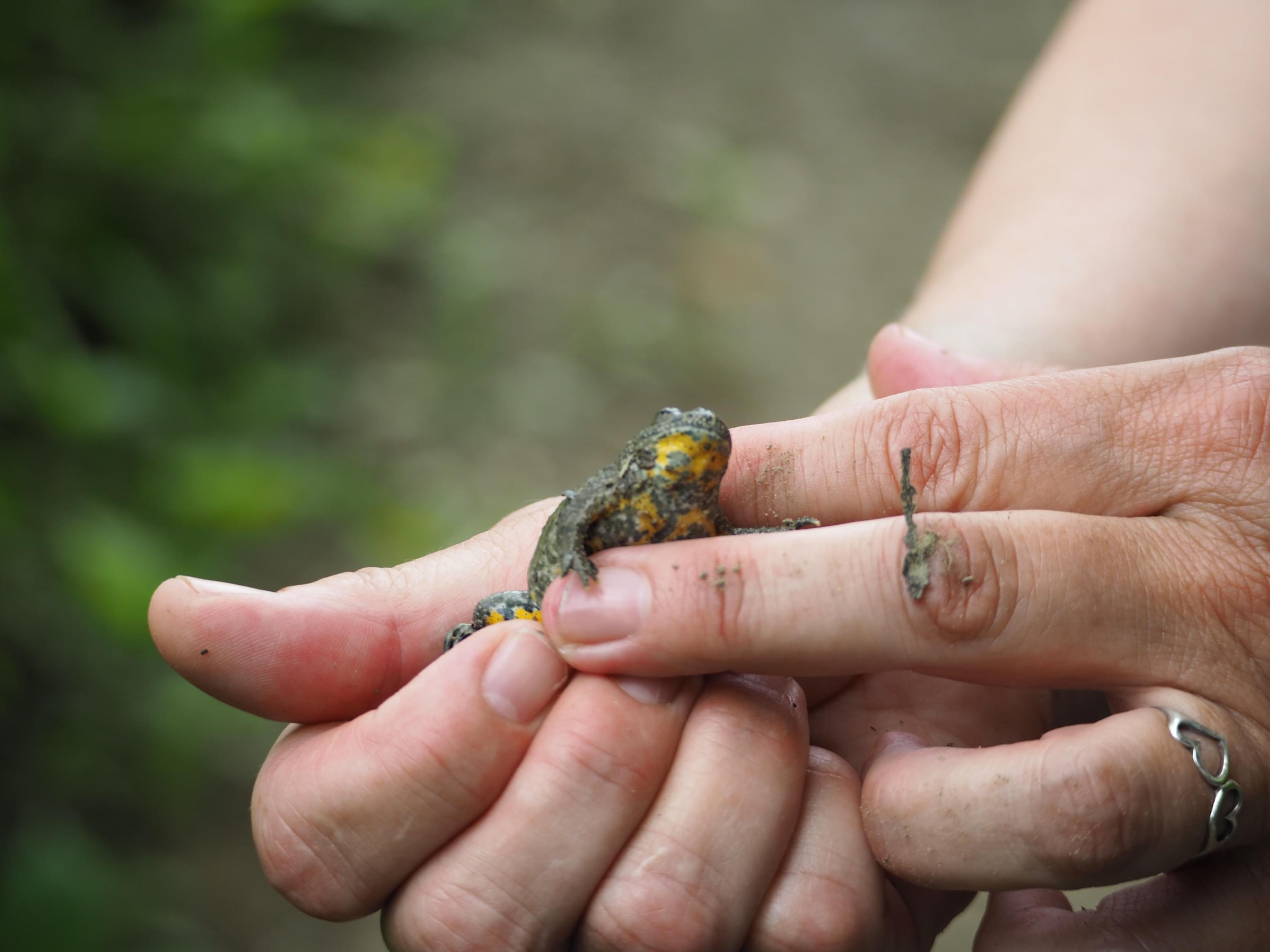 Yellow-bellied Toad