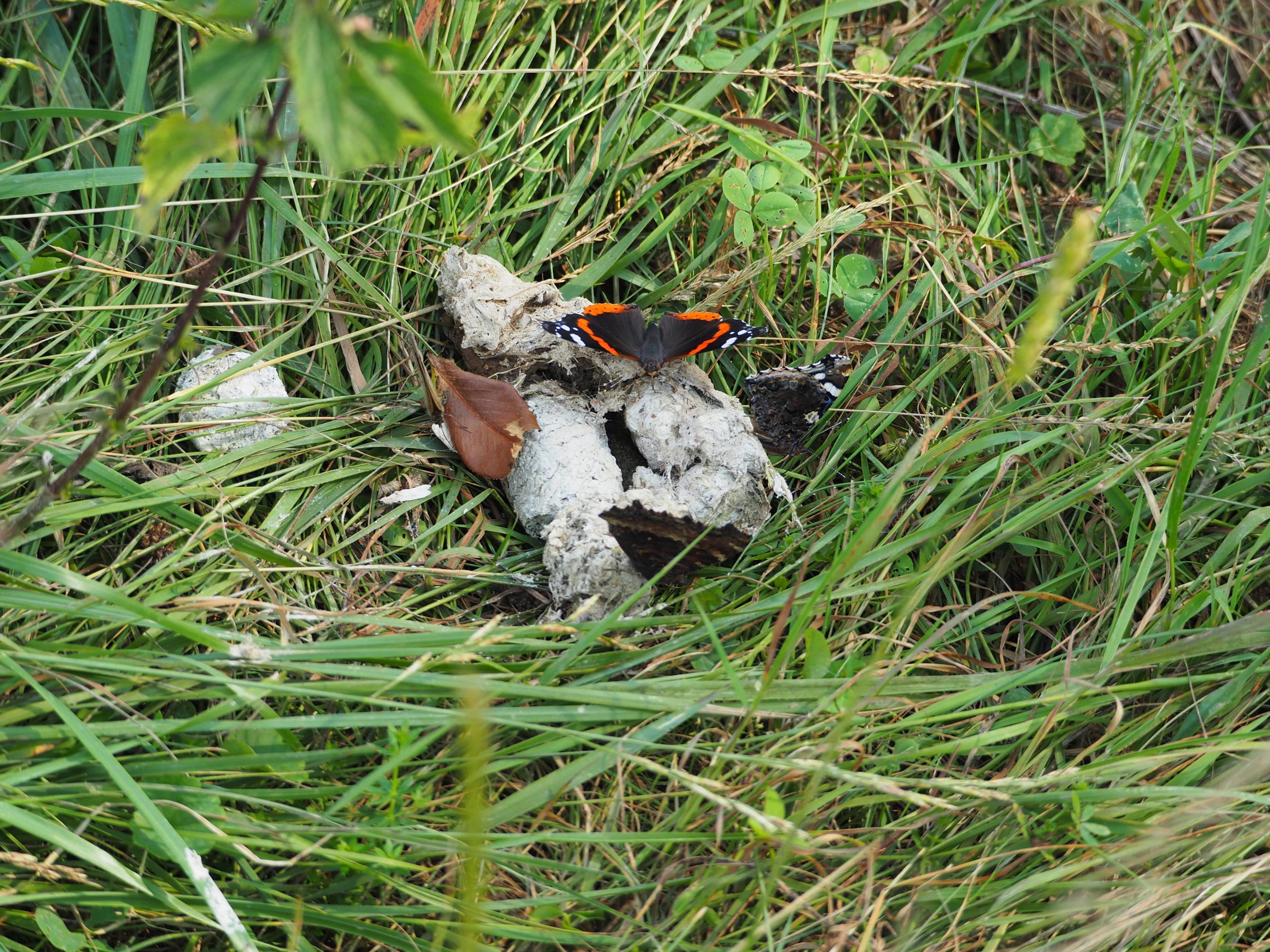 Butterflies on wolf faeces