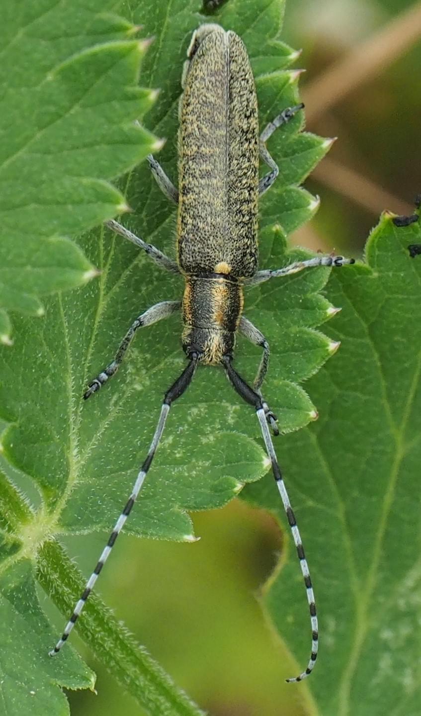 Long-horn beetle