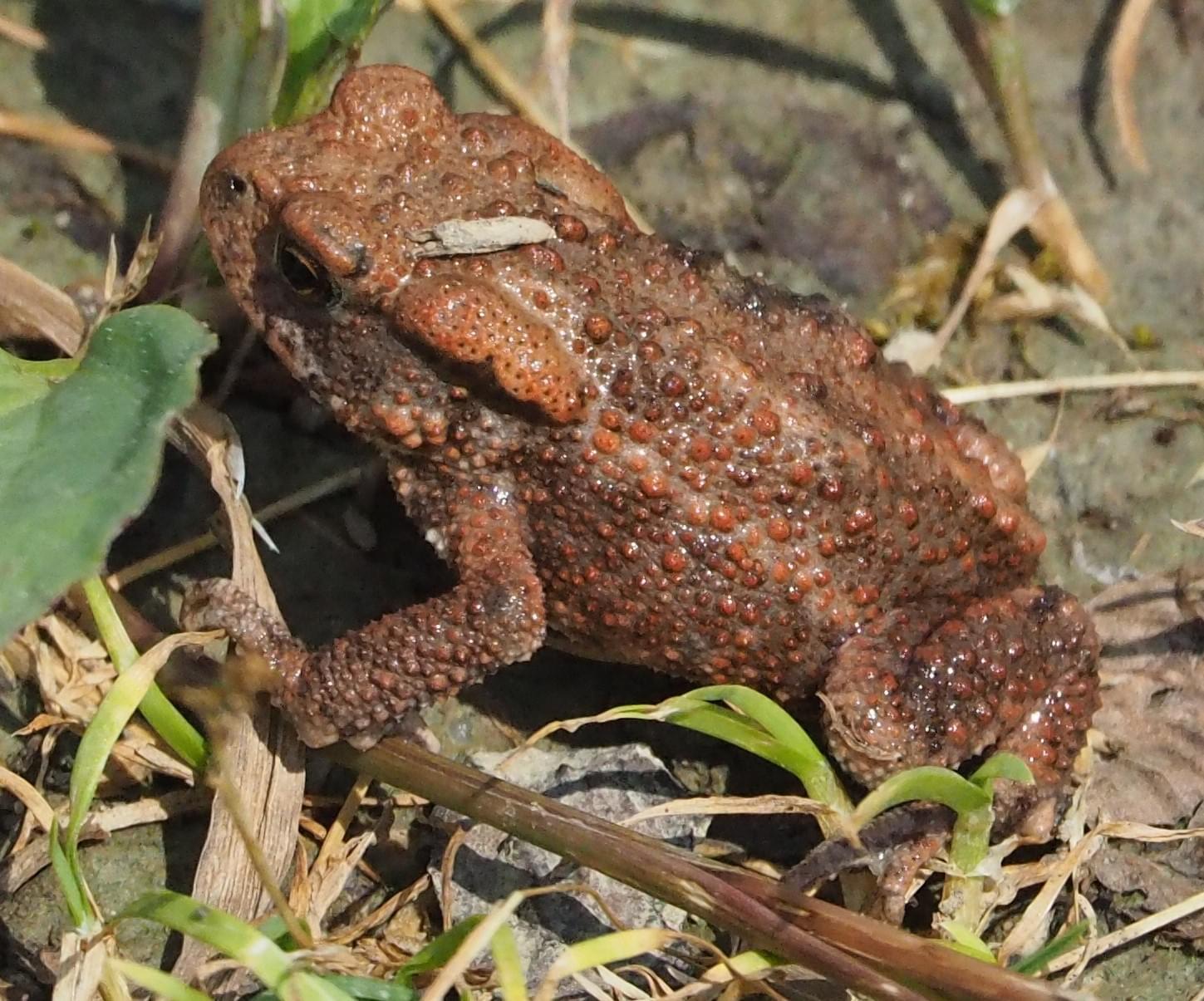 Small toad