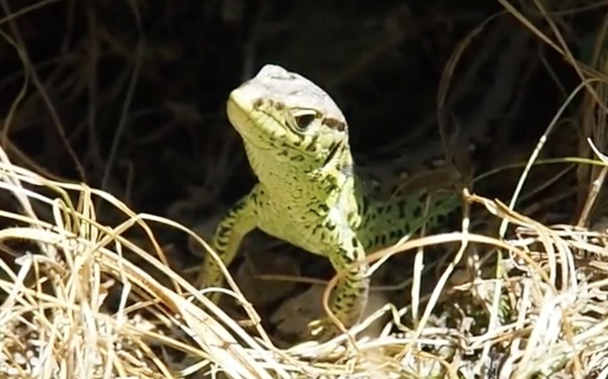 Sand lizard video