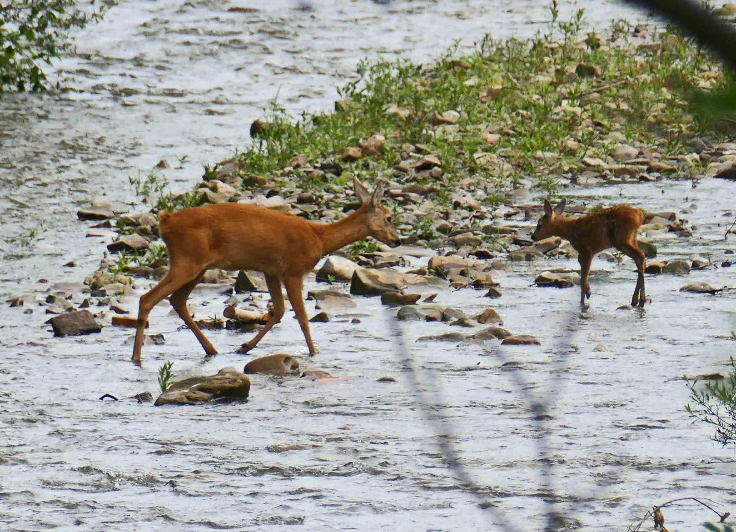 Roe doe with fawn